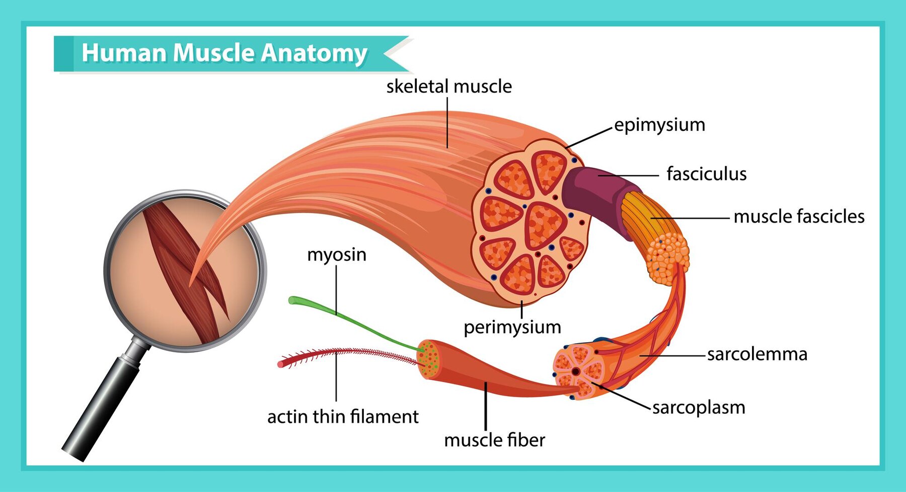 Showing the structure of human muscle and where muscle fibres are located. 